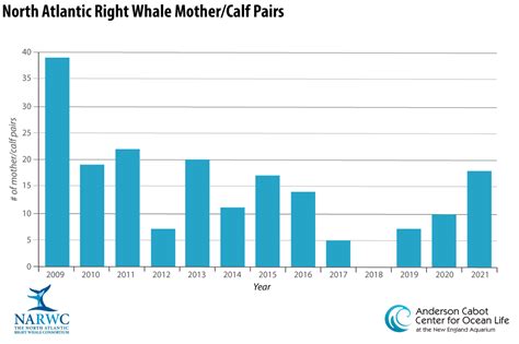 blue whale population 2022